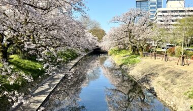Cherry Blossom at Matsukawa Riverbank