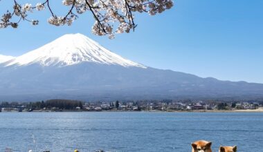 Instant celebrity at Kawaguchiko