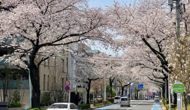 Sakura of Nerima, Tokyo (2024/04/07)