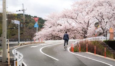 Cherry blossom pics I've taken over the years Pt.2