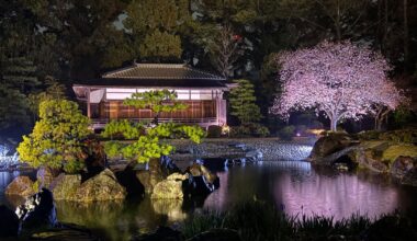 Sakura Nights at Nijō Castle, Kyoto