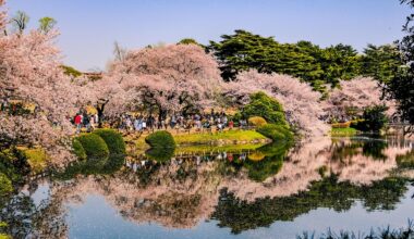 Pink Mirror: Spring in Shinjuku Gyoen National Garden