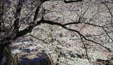 Japan’s cherry blossoms are stunning again this year!