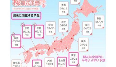 Cherry trees starting to blossom near later part of this week. The first half of the three-day weekend will be perfect weather for cherry blossom viewing.