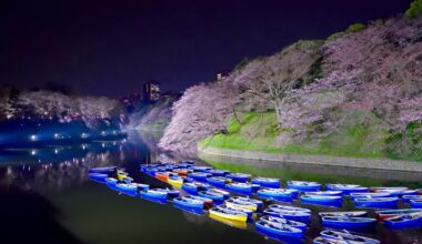Sakura at Chidorigafuryokudou, Tokyo (2016/03/30)