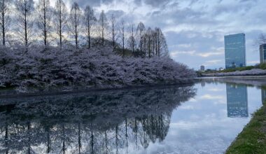 Ōsaka Castle Garden with sakura in the background