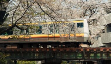 Sakura series 2026🌸