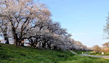 Cherry blossoms at the Sewari Embankment in Yodogawa River Park in Yawata City, 🇯🇵Kyoto.