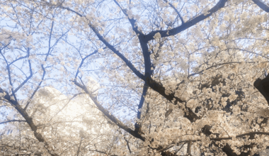 Cherry blossoms in Tokyo today