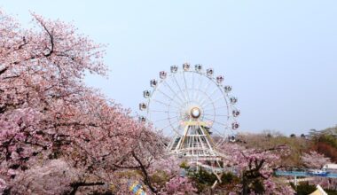 Sakura in Miyagi