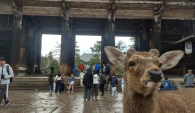 Nara Deer
