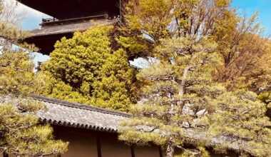 April 5th, Kyoto, Toji Temple, flea market and cherry blossoms
