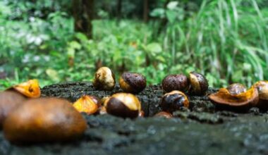 Weekly Japan Travel Information and Discussion Thread - April 03, 2026