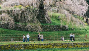 Matabei cherry blossom in Nara