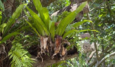 Can anybody tell me what these (epiphytic?) plants are called, and why they’re planted in almost every tree in Naha?