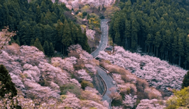 Cherry blossoms in the mountains of Yoshino, 🇯🇵Nara Prefecture.