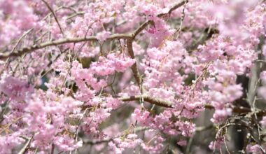 Cherry blossoms around Hiroshima