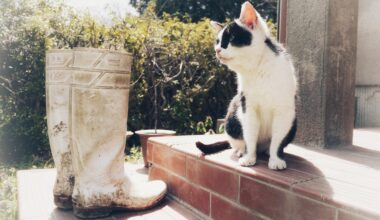 長靴をはかないﾈｺ