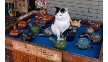 Purrfect teapot display!