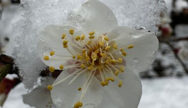 Plum blossoms in snow