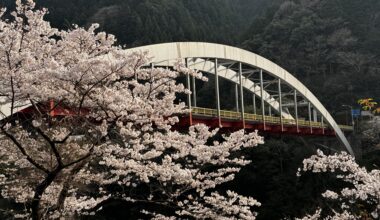 Bridge and Blossoms