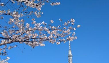 Nice Spring Day, Sumida River, Tokyo