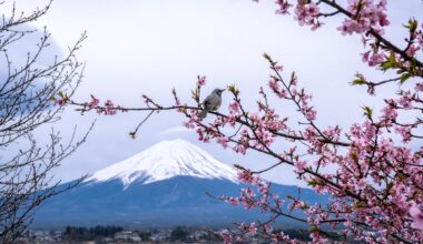 Mt Fuji and Cherry Blossoms