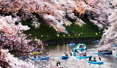 Dual pricing added to boat rentals at cherry blossom hot spot. A 30-minute boat rental during the March and April cherry blossom season rose to 1,500 yen ($9.40) for nonresidents of Chiyoda Ward on March 1 from the 800-yen fee for locals