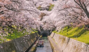 Cherry blossom pics I've taken over the years