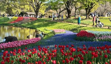 Yesterday at Showa Kinen Park 🌷🌸🌼
