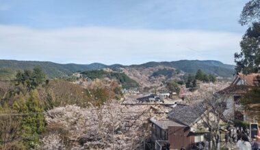 Mt. Yoshino Senbonzakura (Naka-senbon & Shimo-senbon)