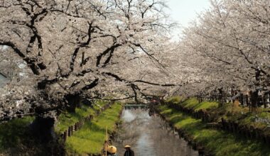 Shingashi riverbank Cherry blossoms in Kawagoe