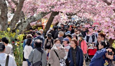 Tokyo's cherry blossoms to pop in days; full bloom by month's end