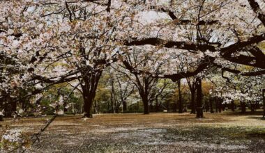 Cherry Blossom from 10 years ago