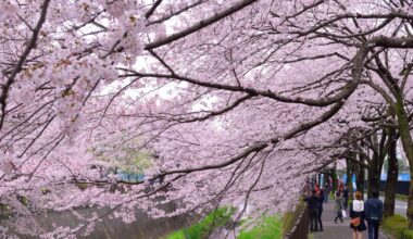 Sakura of Inagi-shi, Tokyo (2016/04/03)