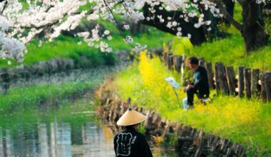 Sakura bloom at Shingashi River