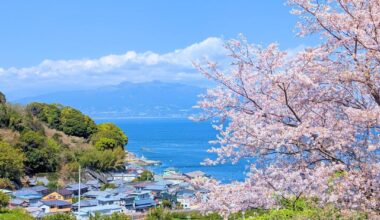 Mount Fuji hidden by clouds, and cherry blossoms