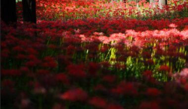 Magical Spider Lilies