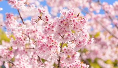 Sakura at Ueno Park [OC]
