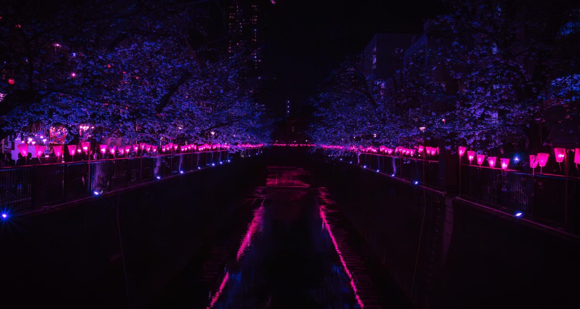 Meguro River Cherry Blossoms Promenade At Night