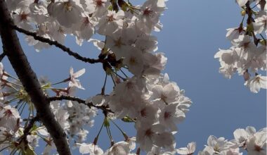 See you under the cherry blossoms