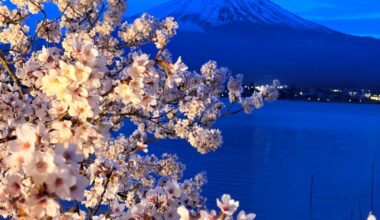 Cherry blossoms at the foot of Mt. Fuji.