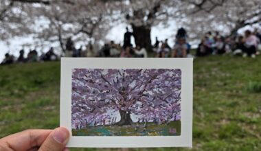 Got 3 paintings done today with our Paint Club in Sewaritei to get some Sakura in.