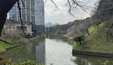 Chidorigafuchi, late March 2025