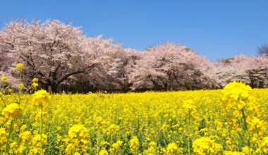 Sakura Of Showa Kinen Kouen, Tokyo (2009/04/10)