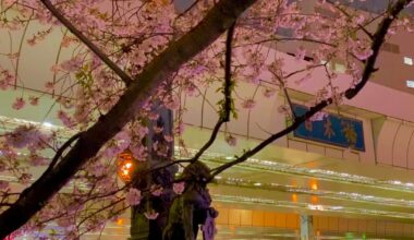 Sakura of Nihonbashi, Tokyo (2017/04/05)