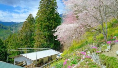 One of the Smallest Villages in Japan and its Sakura Festival (Okawa Village Sakura Matsuri)