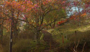 “A little bit” of spring in Nara