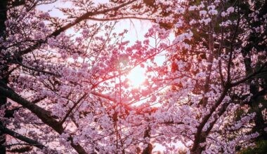 Kyoto Sakura and nature