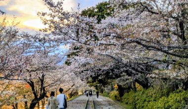 Cherry blossom in “Keage-Inkulain(Incline)”,🇯🇵Kyoto.